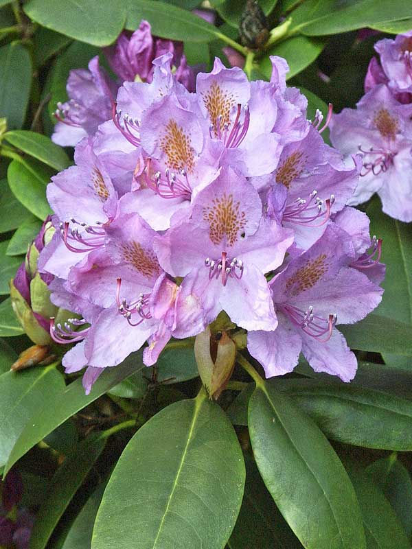 Nahaufnahme einer Bluete eines Rhododendron Catawbiense Grandiflorum