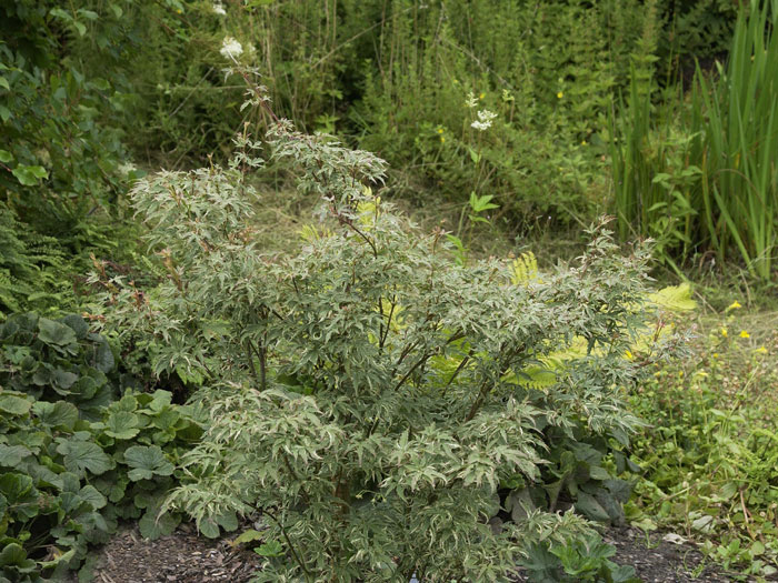 acer-palmatum-butterfly Japanischer Schmetterlingsahorn als Klein-Strauch