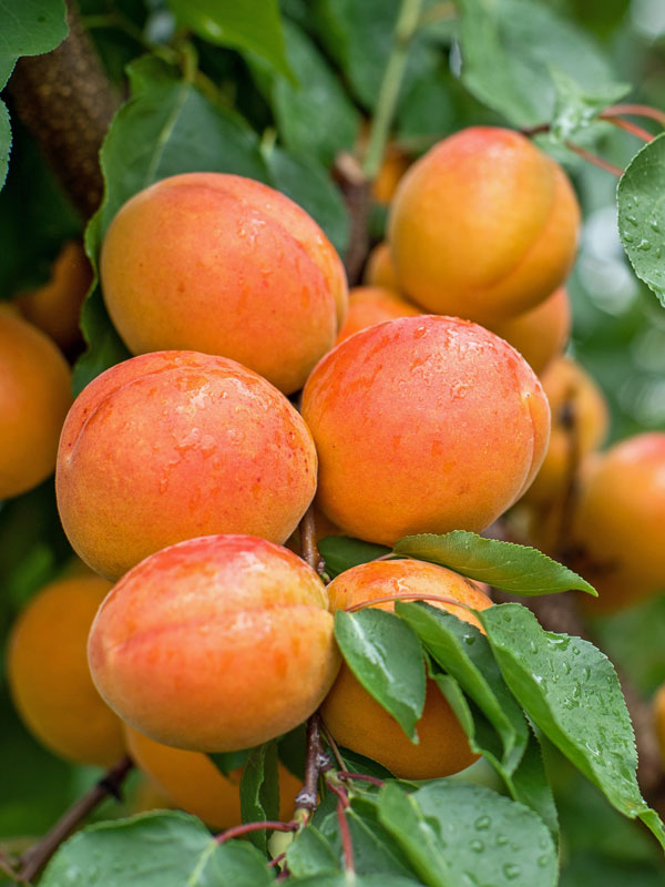 Fruechte der Aprikose Mombacher Fruehe am Baum