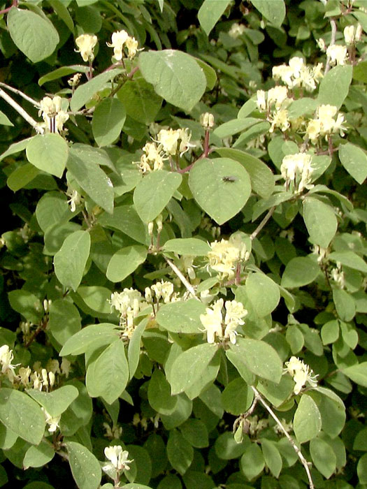 heckenkirsche-claveys-dwarf5559944d5b098