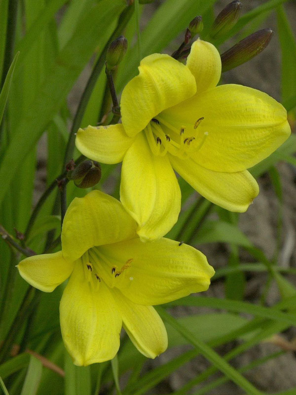 hemerocallis-corky Hemerocallis Hybride 'Corky', Taglilie