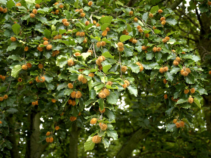 Fruechte der Fagus sylvatica