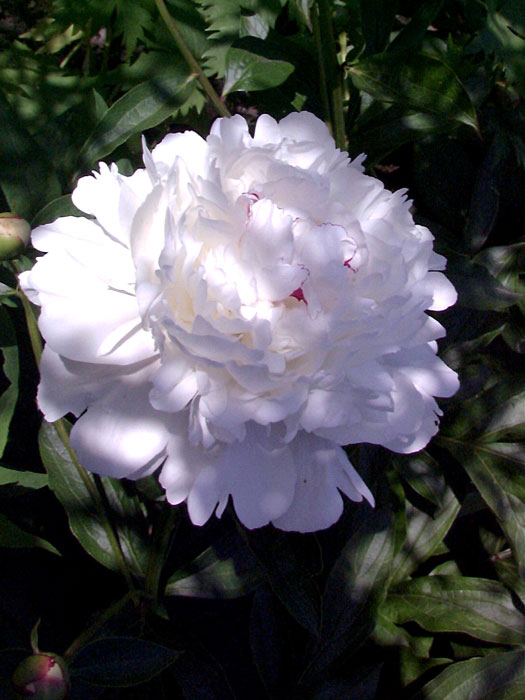 paeonia-festiva-maxima Paeonia x lactiflora 'Festiva Maxima', Edel-Pfingstrose