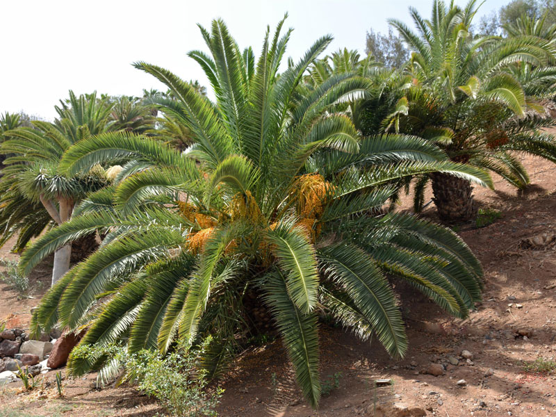 kanarische-dattelpalme Dattelpalmen in einer Plantage