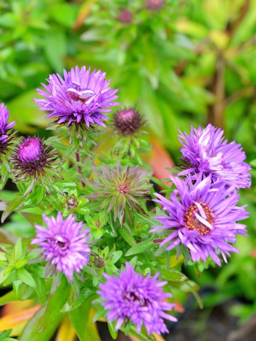 aster-purple-dome