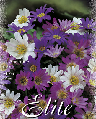 anemone_blanda_mix Anemone Blanda-Prachtmischung (Art.Nr. 596400)