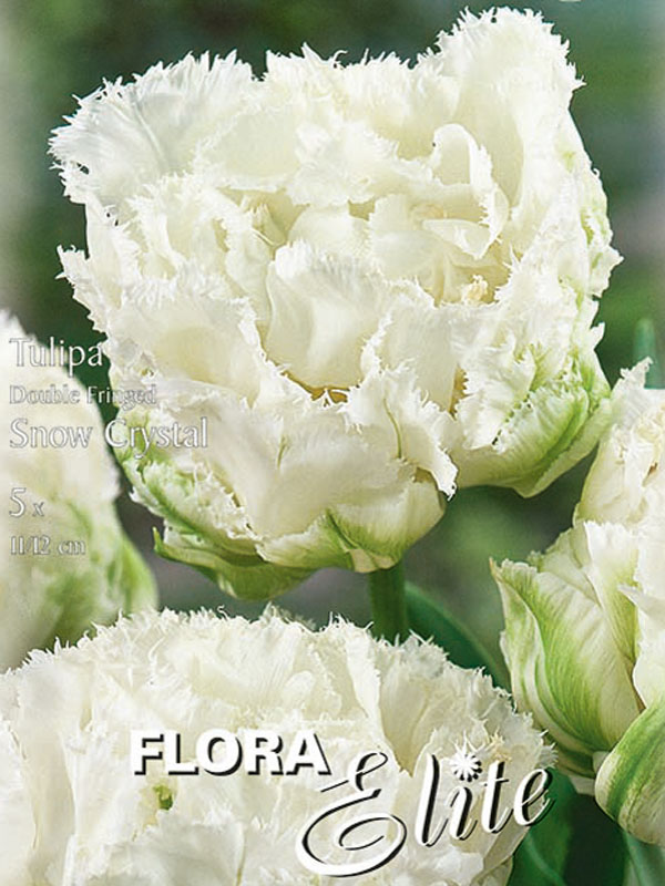 Gefüllte gefranste Tulpe Snow Chrystal reinweiß