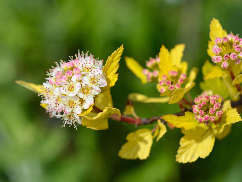 Nahaufnahme der Blueten und Knospen einer Blasenspiere Tiny Wine Gold