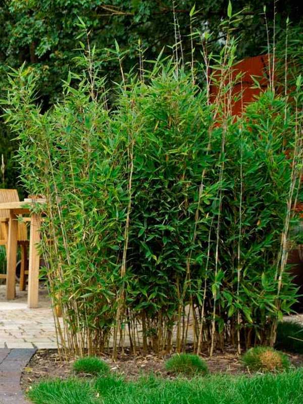 Schirmbambus Blue Lizard neben einer Terrasse