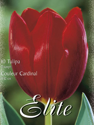 tulipa_couleur_cardinal_triumph Triumph-Tulpe 'Couleur Carinal' (Art.Nr. 595200)