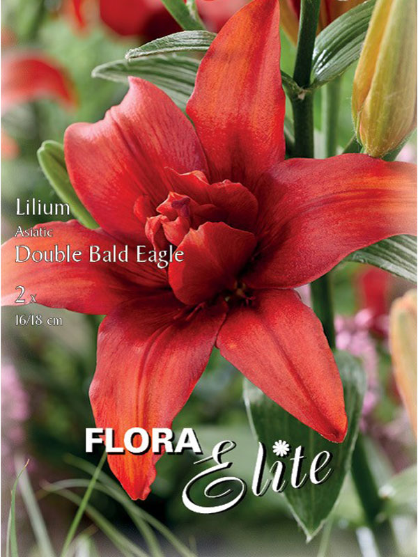 Gefüllte Asiatische Lilien-Hybride 'Bald Eagle'