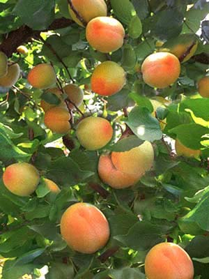 aprikose_j34 Früchte der Zwergaprikose Aprigold