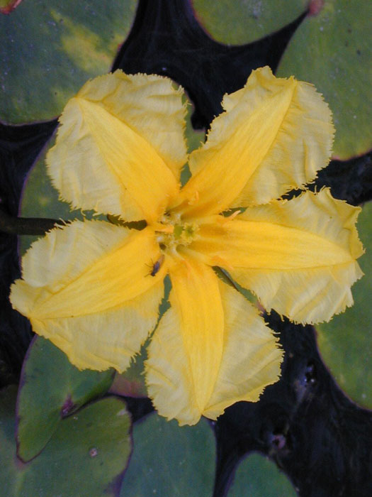 seekanne Nymphoides peltata, Seekanne, Teichkanne
