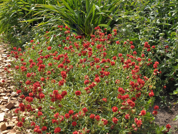 sonnenroeschen-rubin Das Garten-Sonnenröschen 'Rubin'