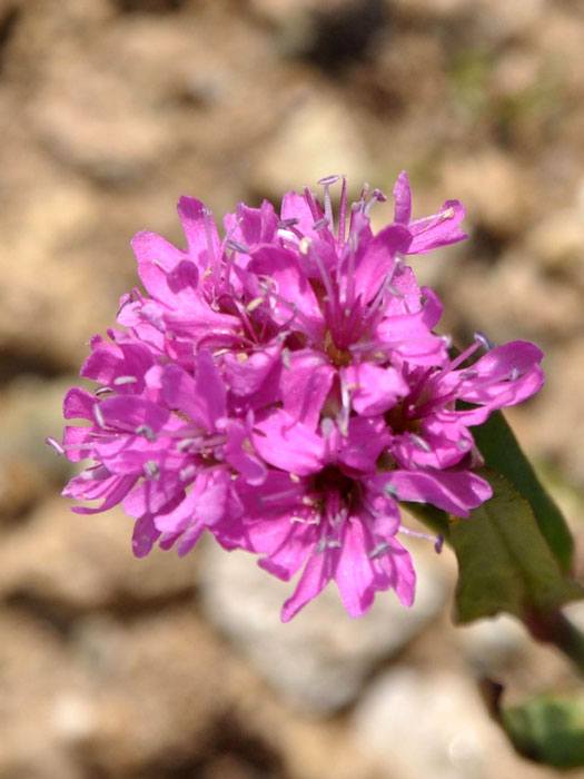 lychnis-alpina
