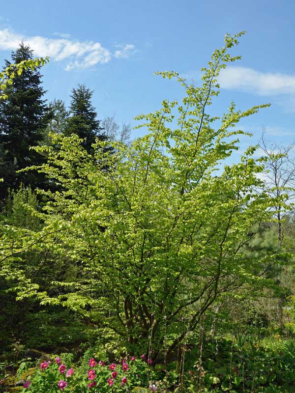  Persischer Eisenholzbaum Strauch