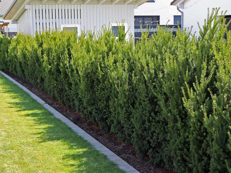Nadelhecke Taxus media Hillii im Garten