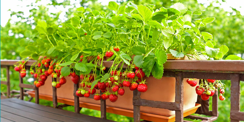Inspiration: Naschgarten fuer Terrasse und Balkon
