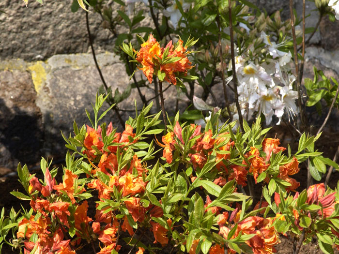 rhododendron-coccinea