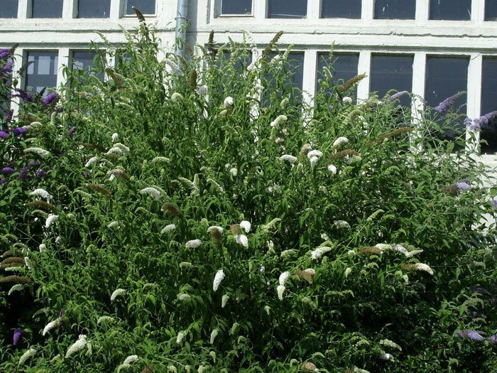 buddleja-peace Sommerflieder Peace