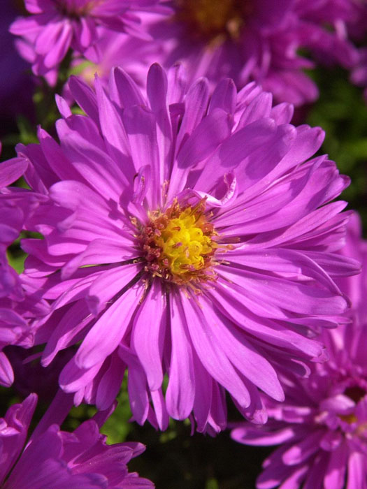 aster-kassel Aster dumosus 'Kassel', purpurrote Kissen-Aster, Herbst-Aster