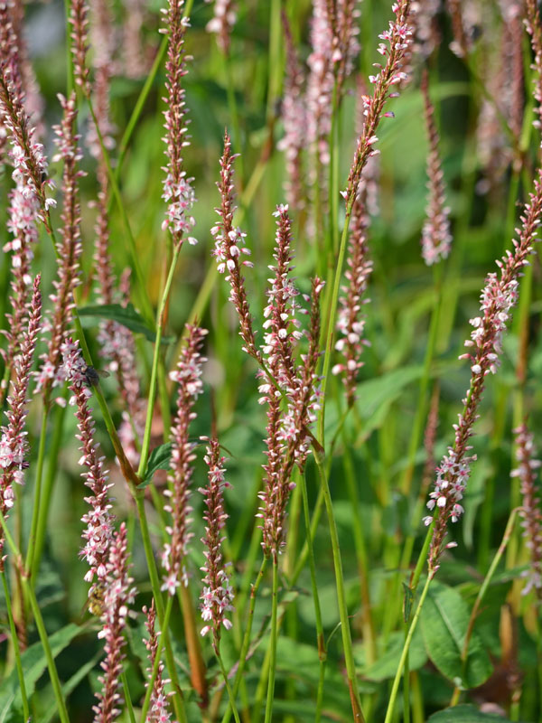 Polygonum amplexicaule  Polygonum amplexicaule