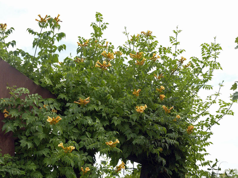 Campsis radicans 'Flava', Trompetenblume Campsis radicans 'Flava', Trompetenblume