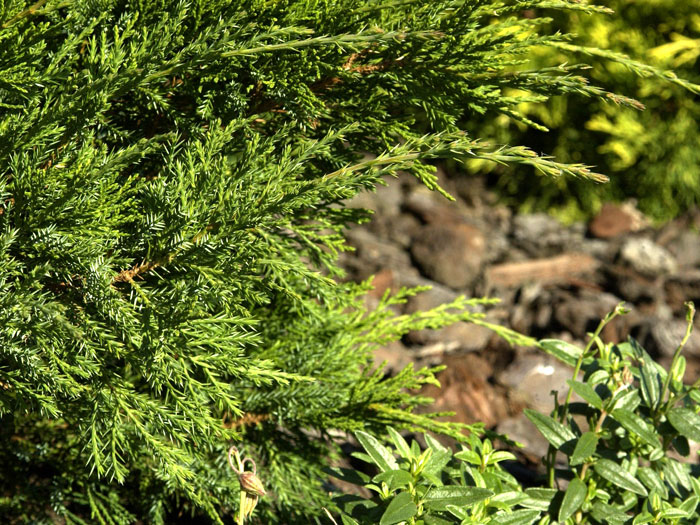 juniperus-mint-julep-zweig Nadeln grüner Wacholder Mint Julep