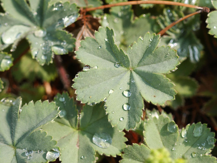 kaukasischer-frauenmantel Laubblatt des Frauenmantels