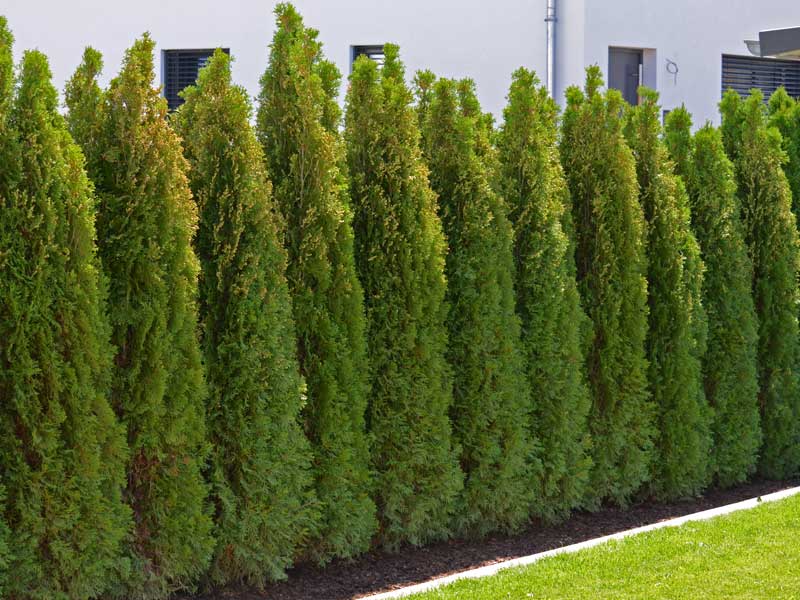Gartenhecke Lebenshaum Thuja Smaragd