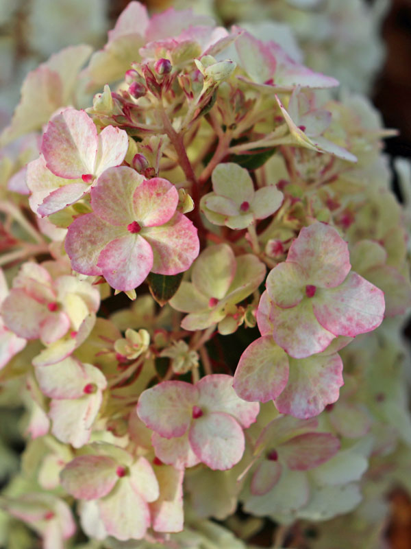 Rispenhortensie Bloody Marie aus der Naehe