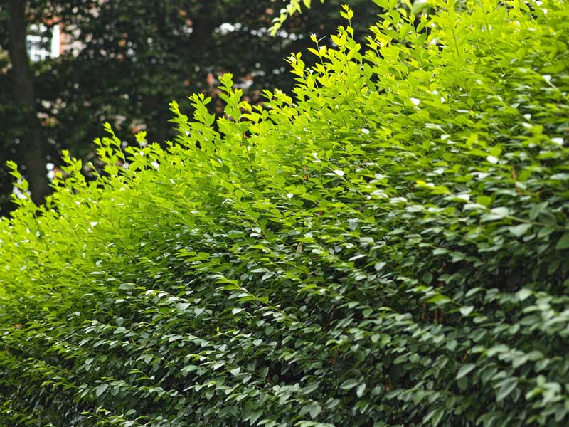 Ovalblaettriger Liguster als Hecke gepflanzt