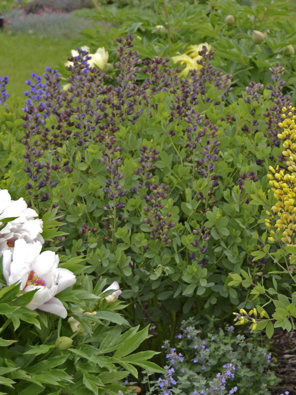 baptisia-dutch-chocolate Baptisia decadence 'Dutch Chocolate', Indigolupine