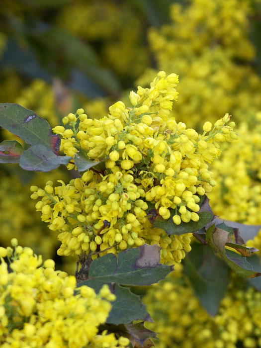 mahonia-apollo-bluete Zwergmahonie Apollo Blüte