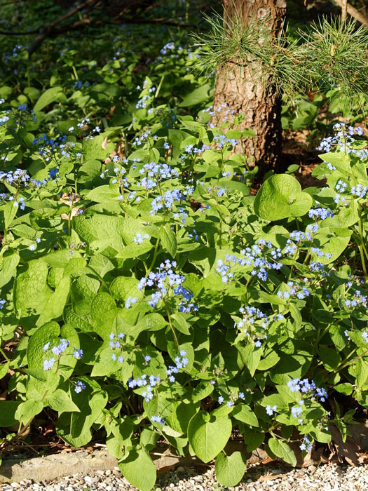 Wuchs Brunnera macrophylla