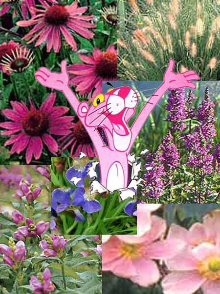 pinkpanther Stauden-Sortiment 'Pink Paradise' 46 Stück