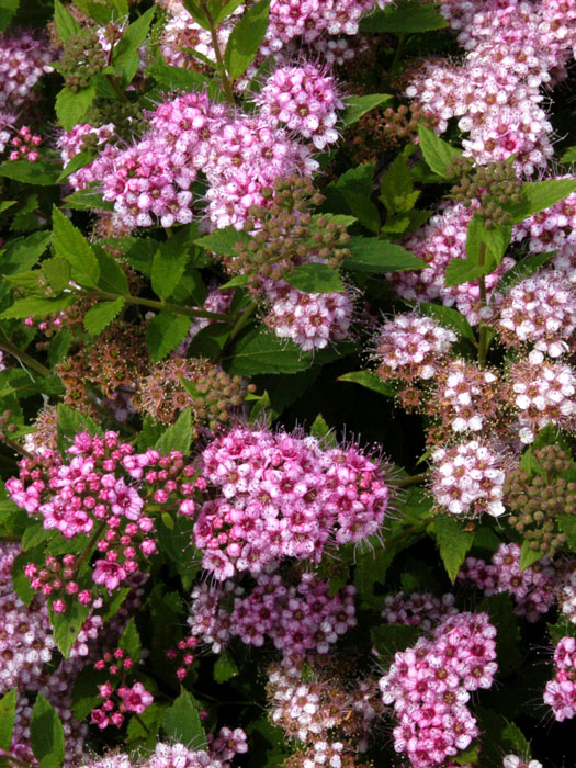 spiraea-little-princess-blatt Blütenstand Zwergspiere Little Princess