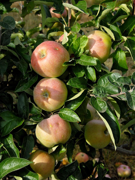 apfel-ontario Apfel Ontario