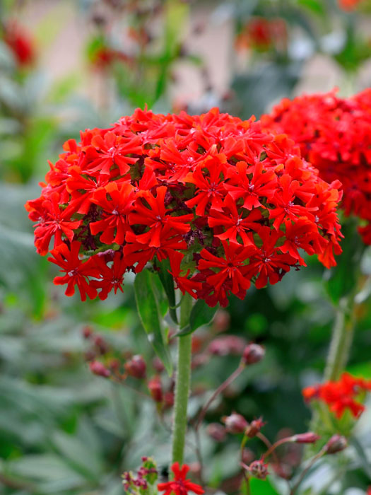 Lychnis chalcedonica, Brennende Liebe, Feuernelke