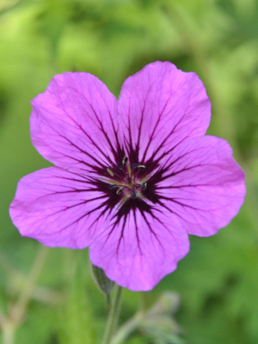 geranium-patricia Geranium psilostemon 'Patricia', Armenischer Storchschnabel