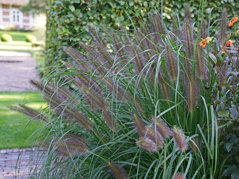 Nahaufnahme Pennisetum 'Black Beauty'