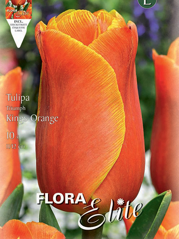 Tulpe Kings Orange