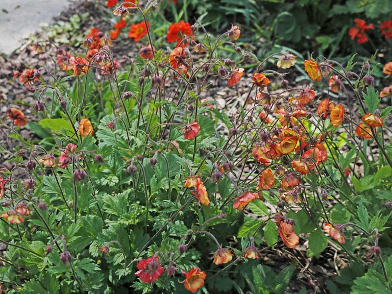 Geum 'Nonna' in einem Beet