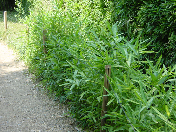 gelbgruener-heckenbambus Gestreifter Zwergbambus Hecke