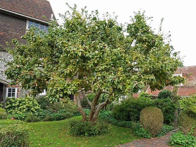 Mespilus germanica Baum Mespilus germanica als ausgewachsener Baum
