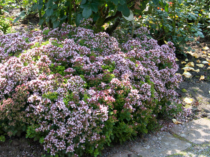 oregano-compactum Polsterdost Bodendecker