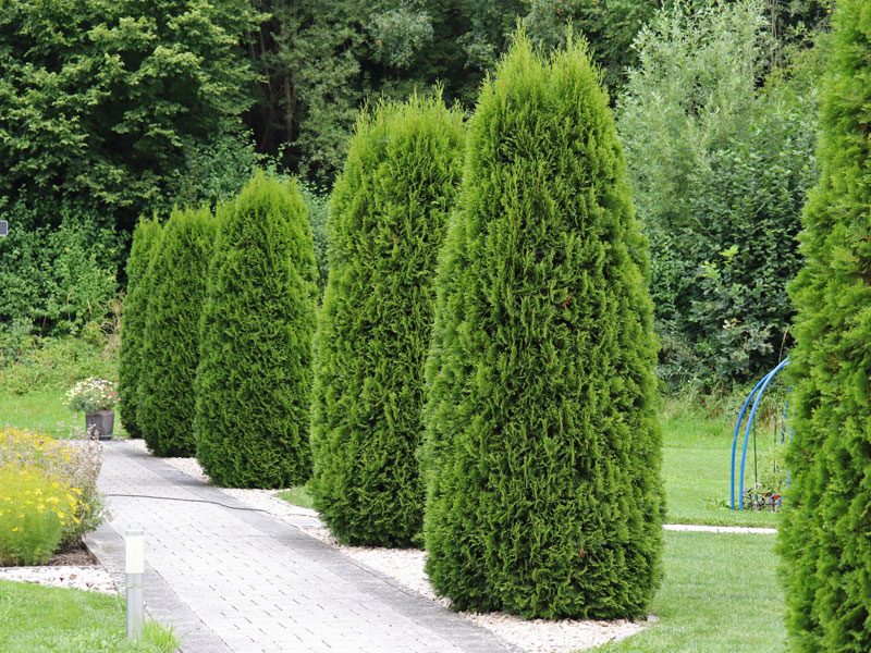 Thuja Smaragd in Saeulenform
