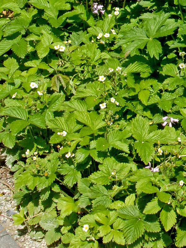 Grossflaechig wachsende Fragaria vesca 