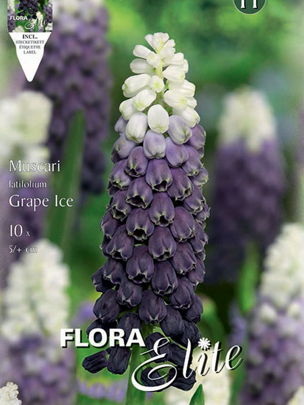Muscari-Grape-Ice Traubenhyazinthe Grape Ice