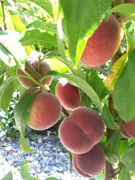 pfirsich-revita-frucht Pfirsich Revita (S)